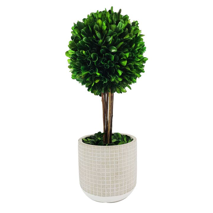 Natural Preserved Boxwood Topiary