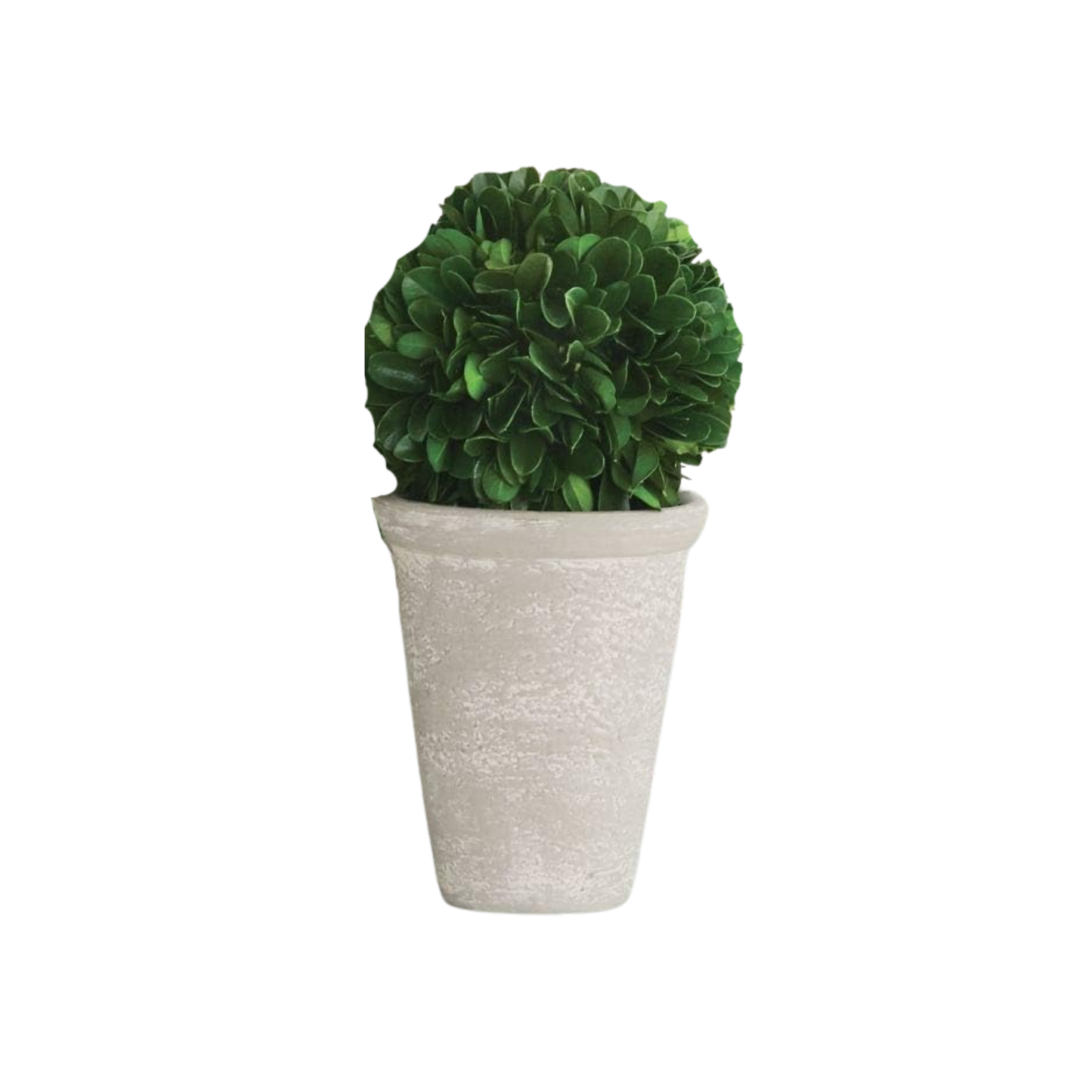 Mudpie Boxwood in Pot