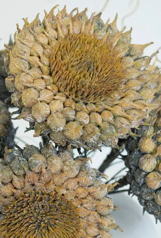 Foam Botanical Sunflower Stem