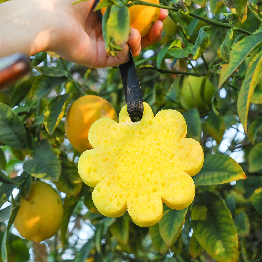 SPONGELLE PAPAYA YUZU