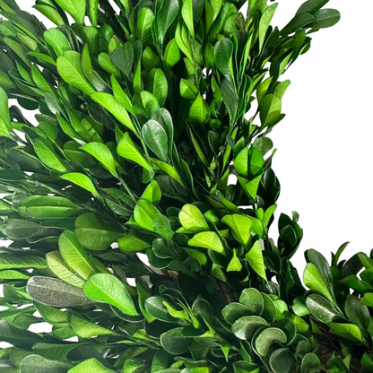 Naturally Preserved Green Boxwood Wreath 21"