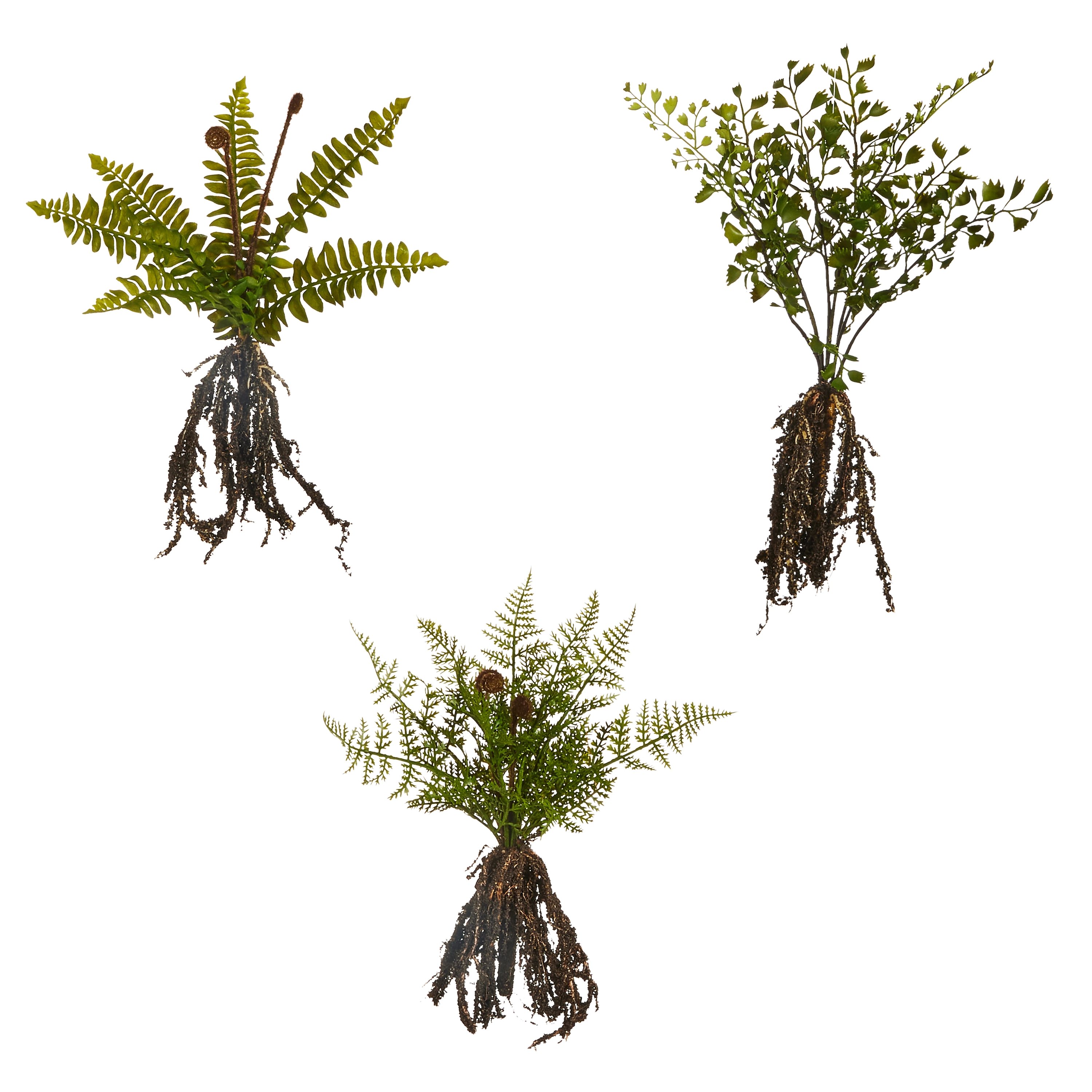 Raz Fern Plant With Roots – Katie J's Gifts